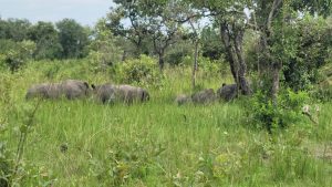 The reintroduction of six southern white rhinos at Ziwa Rhino Sanctuary