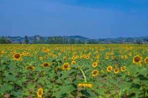 sunflower gardens appear along the road to Adjumani, bright and unapologetic.