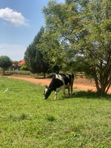 Healthy dairy cows that produce fresh high quality milk