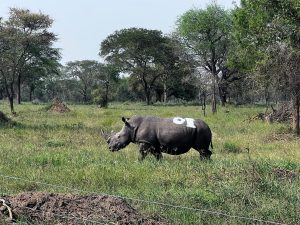 After more than 40 years, the first rhino stepped onto Ajai’s grounds.