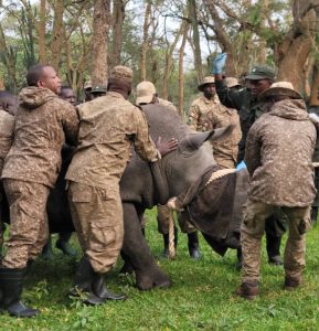 The rhino was then guided toward its transport cabin