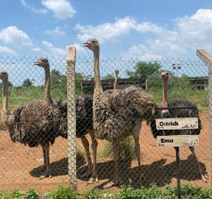 Kaynela Farm Ltd is also a bird lover’s haven.