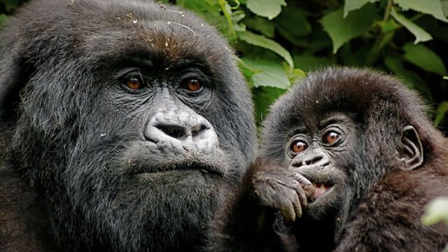 gorillas-rwanda