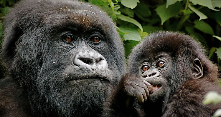 Bwindi Gorilla Trekking from Kigali