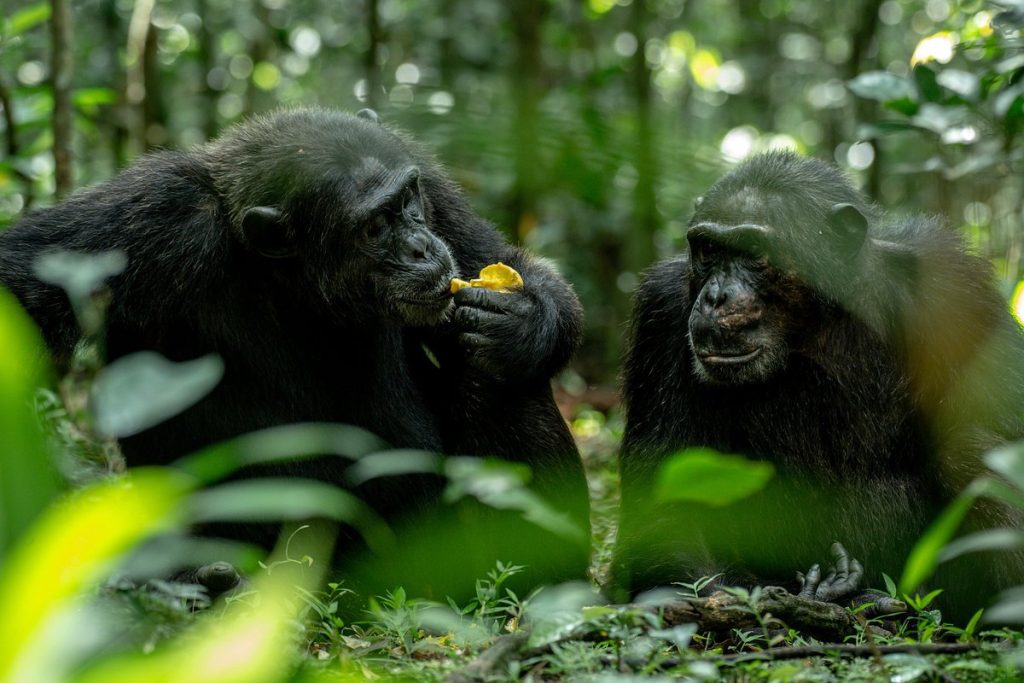 OWAITU AFRIKA SAFARIS CHIMP