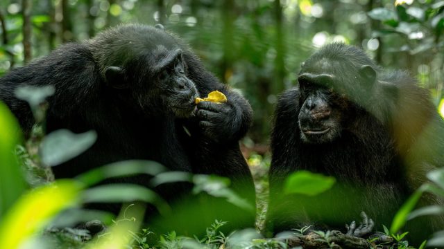 OWAITU AFRIKA SAFARIS CHIMP