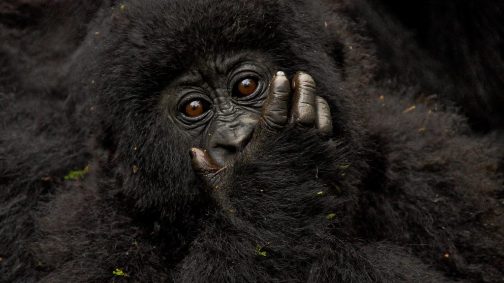 gorilla riddles trekking company