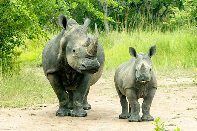 Ziwa Rhino and Wildlife Ranch