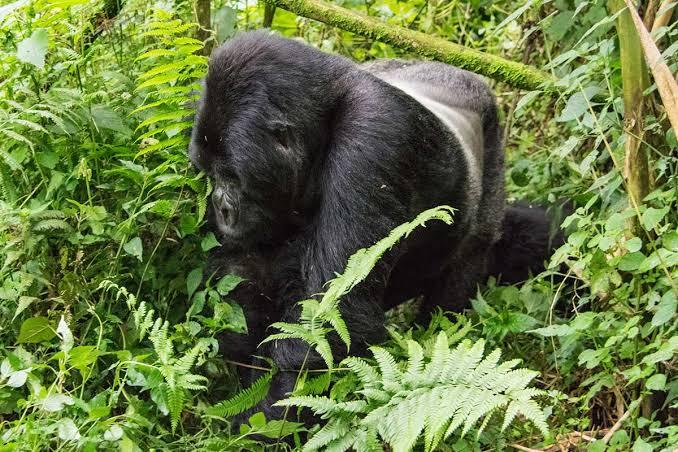 Gorilla trekking in Uganda